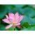 Background, Lotus