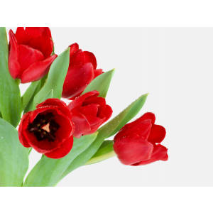 Background, Red tulips